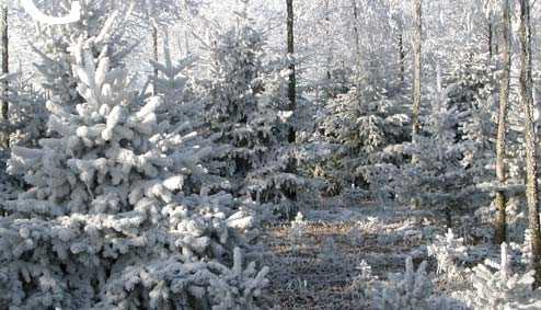christbaum-schlagen-2